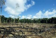 Deforestation, Floods & Climate Crisis
