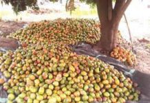 Why The System Makes Mangos Waste in Makurdi Instead of Making Fruit Juice